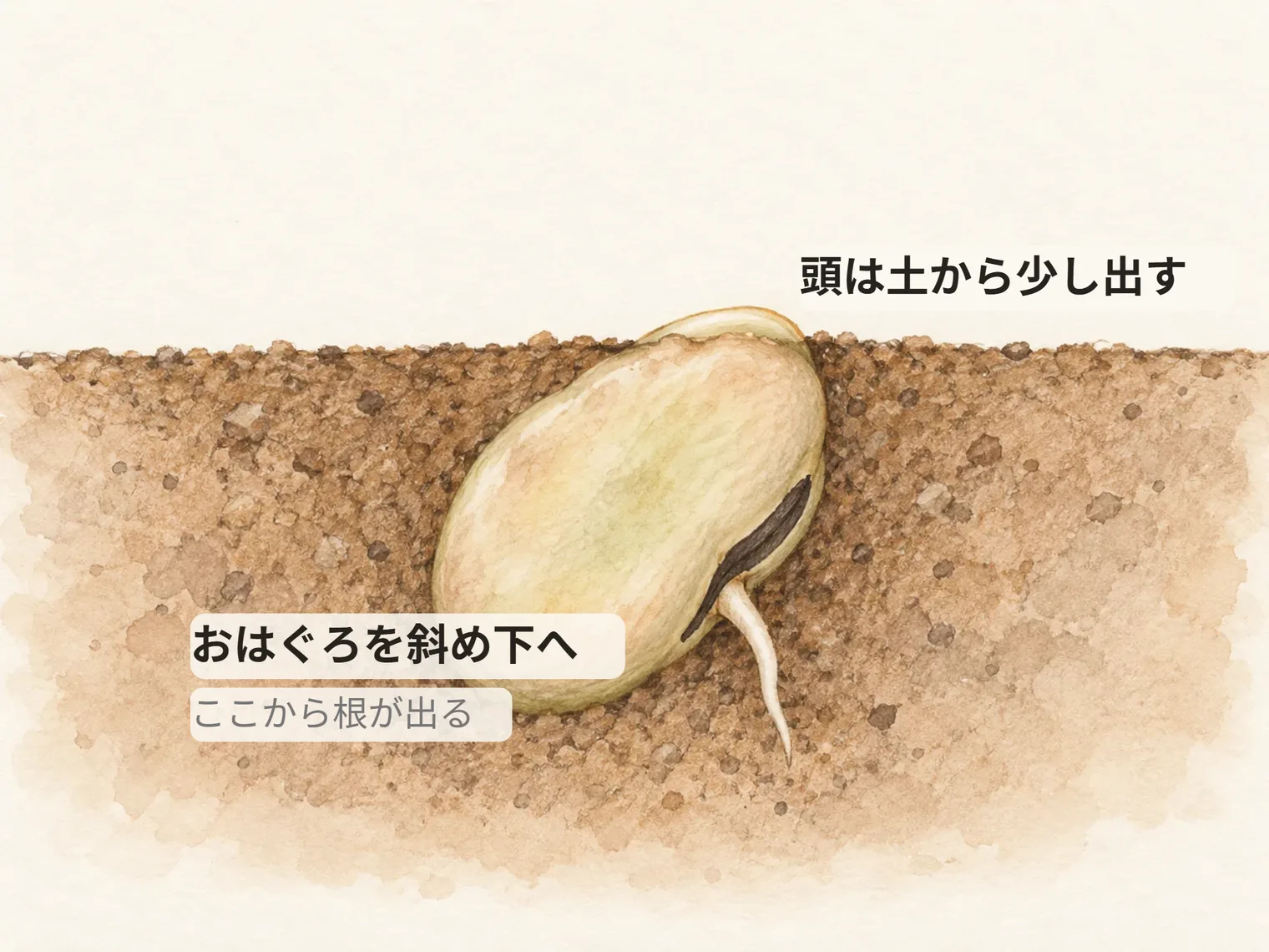 頭は土から少し出す。おはぐろを斜め下へ。ここから根が出る
