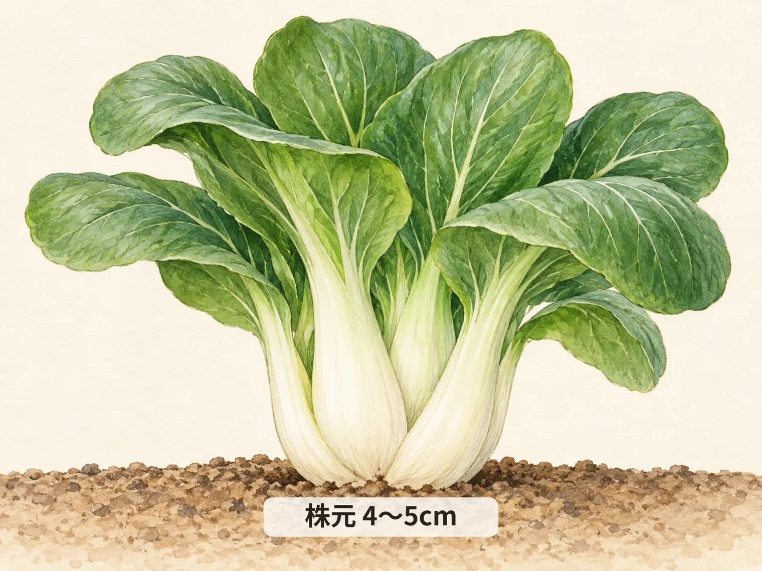 株元 4〜5cm