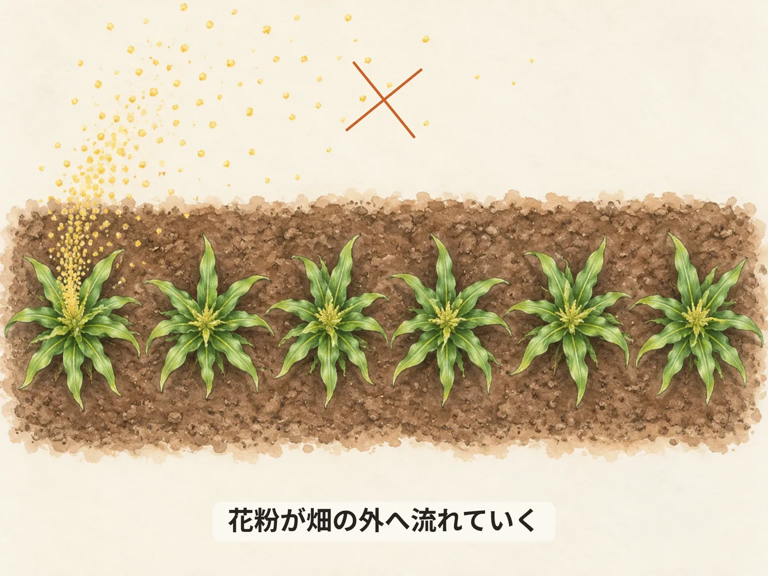 花粉が畑の外へ流れていく
