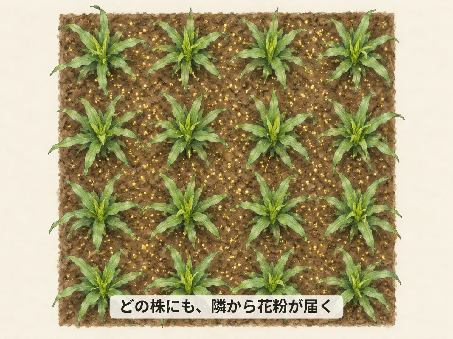 どの株にも、隣から花粉が届く