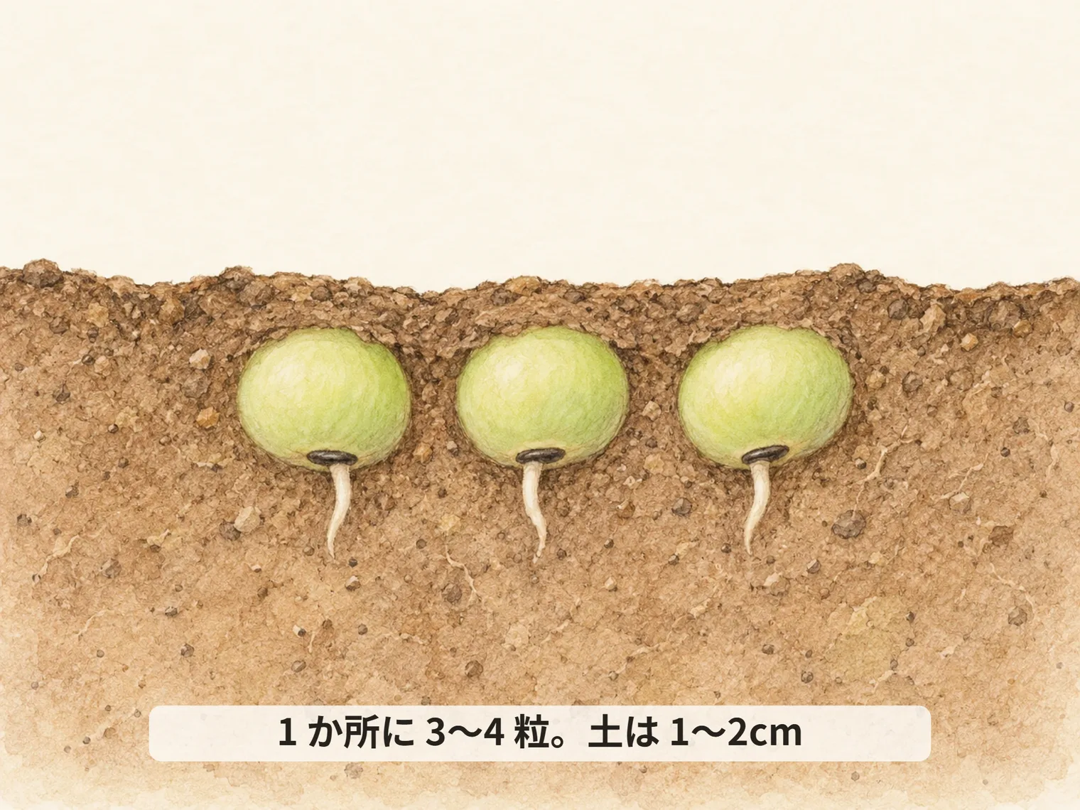1 か所に 3〜4 粒。土は 1〜2cm