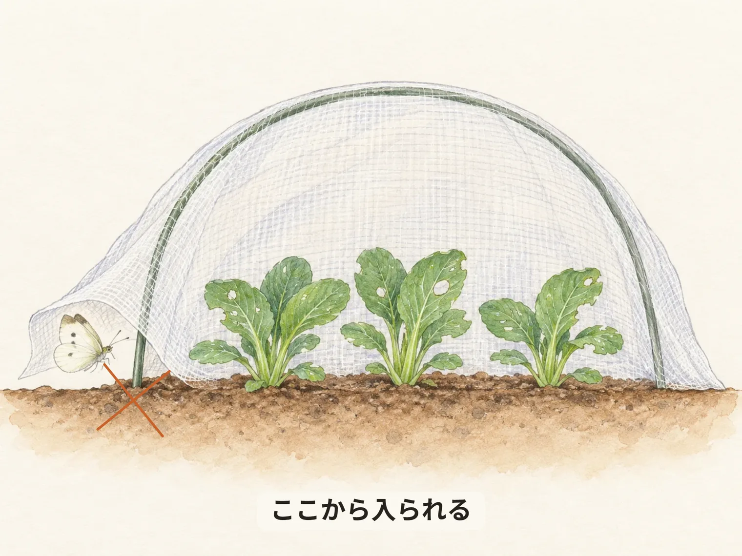 ここから入られる