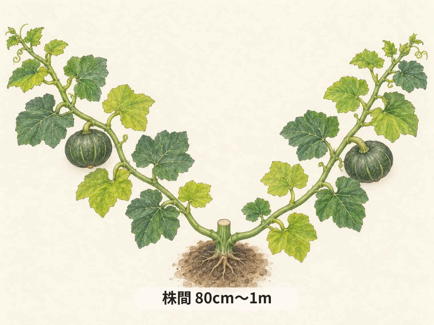 株間 80cm〜1m
