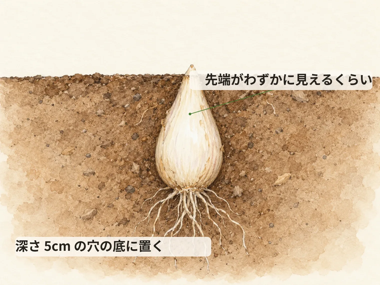 先端がわずかに見えるくらい。深さ 5cm の穴の底に置く