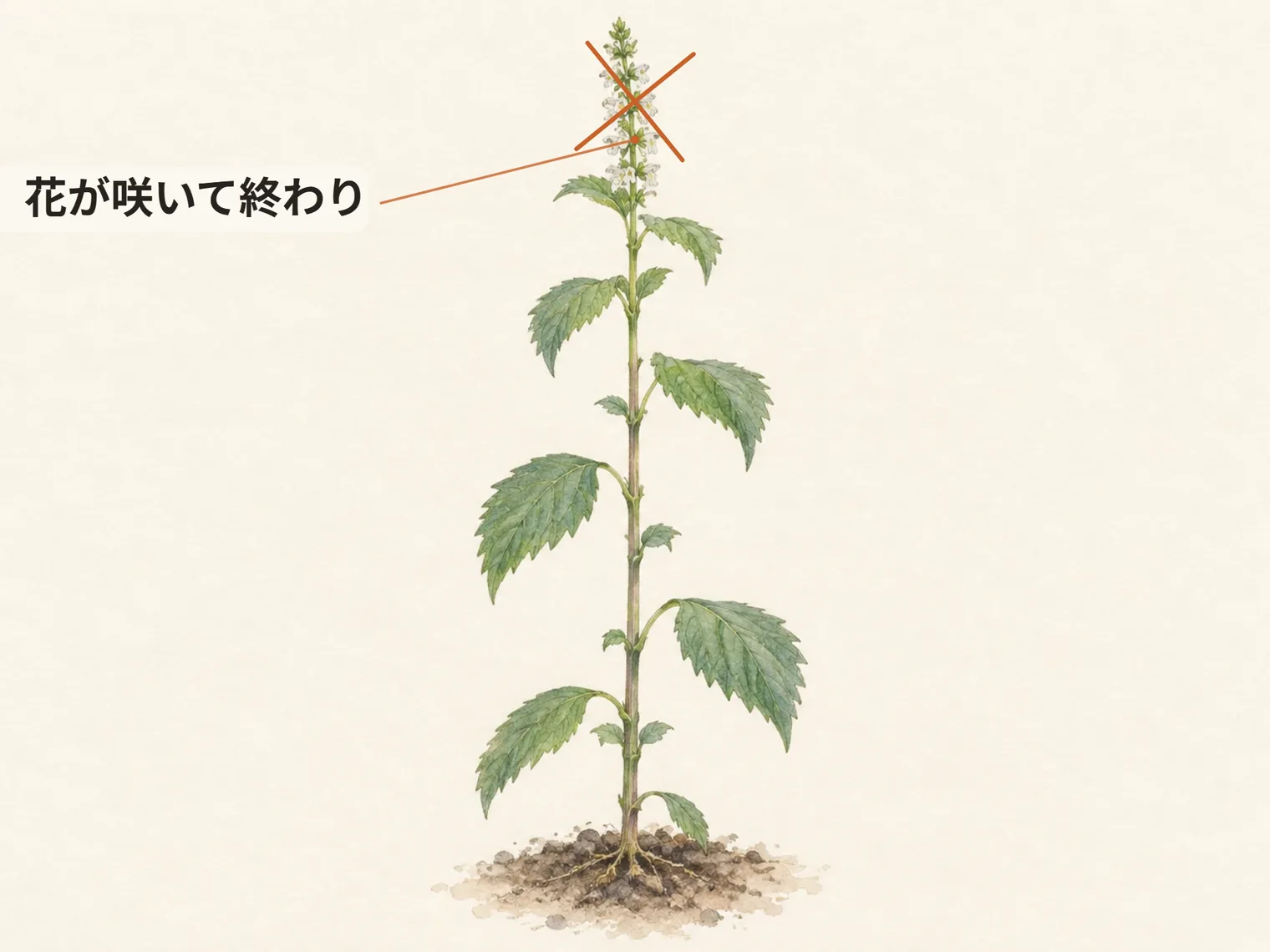 花が咲いて終わり