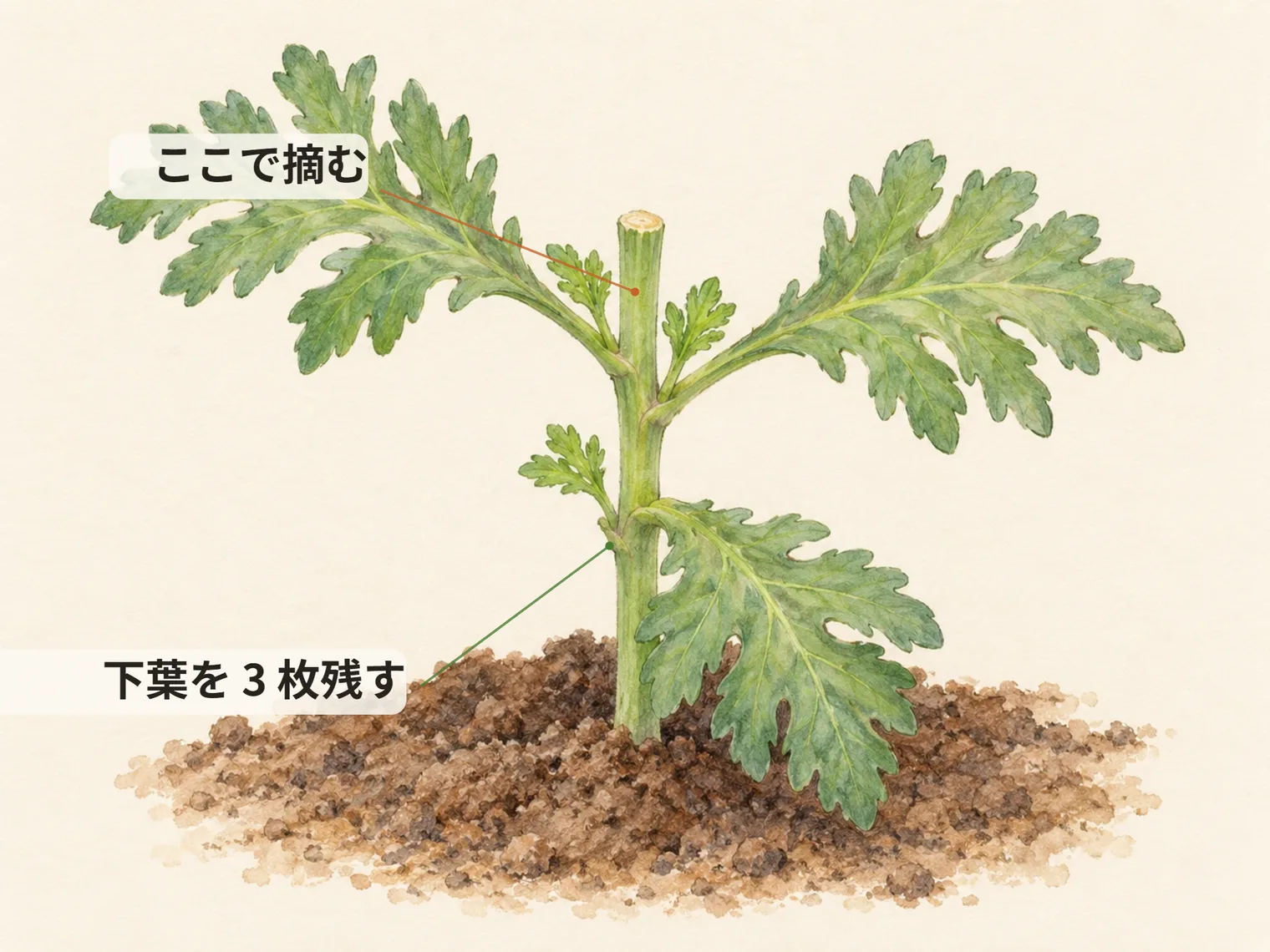 ここで摘む。下葉を 3 枚残す