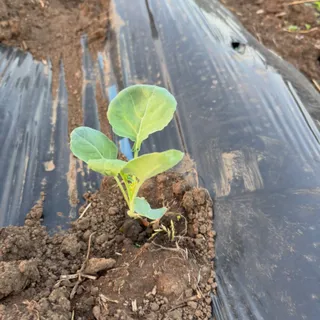 1週間風邪ひいててこれてなかったけど キャベツがスクスク育ってきたり ニンニクとじゃがいもの芽が出てきたり ムカゴが取れ
