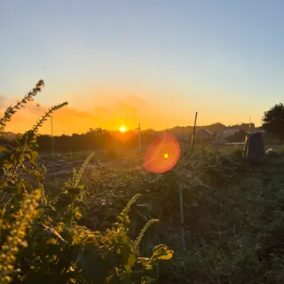 畑の朝日もなんか秋っぽくなってきました^_^